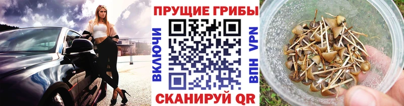 Псилоцибиновые грибы GOLDEN TEACHER  закладки  Суджа 